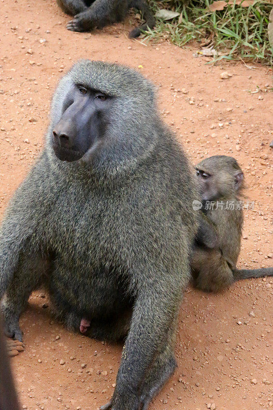 乌干达:年轻的狒狒- Kibale森林